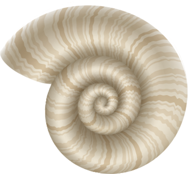 Seashell Boat Decal #13